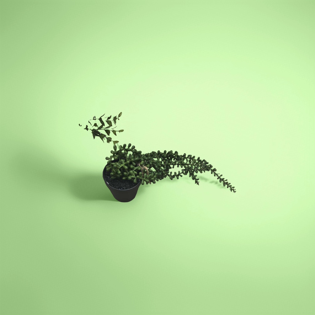 Green succulent potted plants, small drought-resistant ornamental green plants for indoor desktops