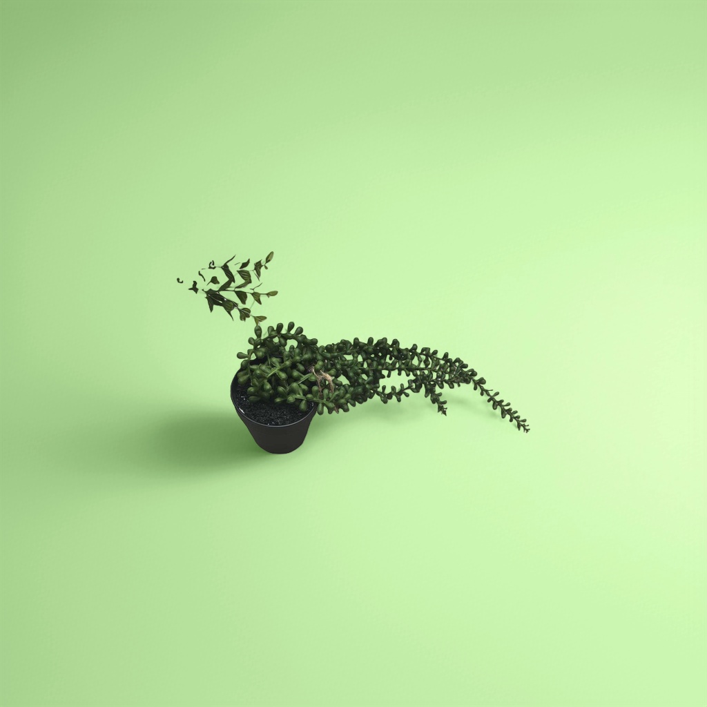 Green succulent potted plants, small drought-resistant ornamental green plants for indoor desktops details Picture