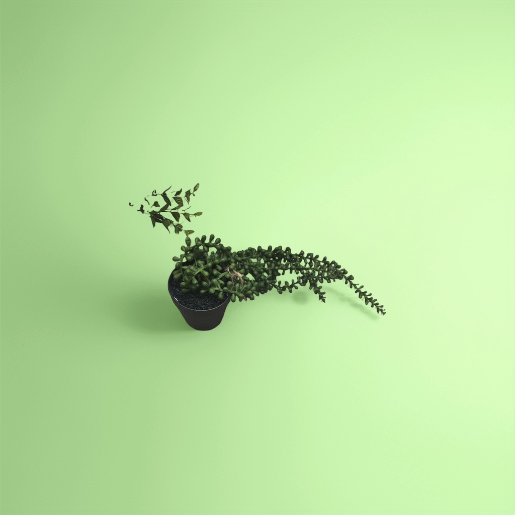 Green succulent potted plants, small drought-resistant ornamental green plants for indoor desktops Application Scenario
