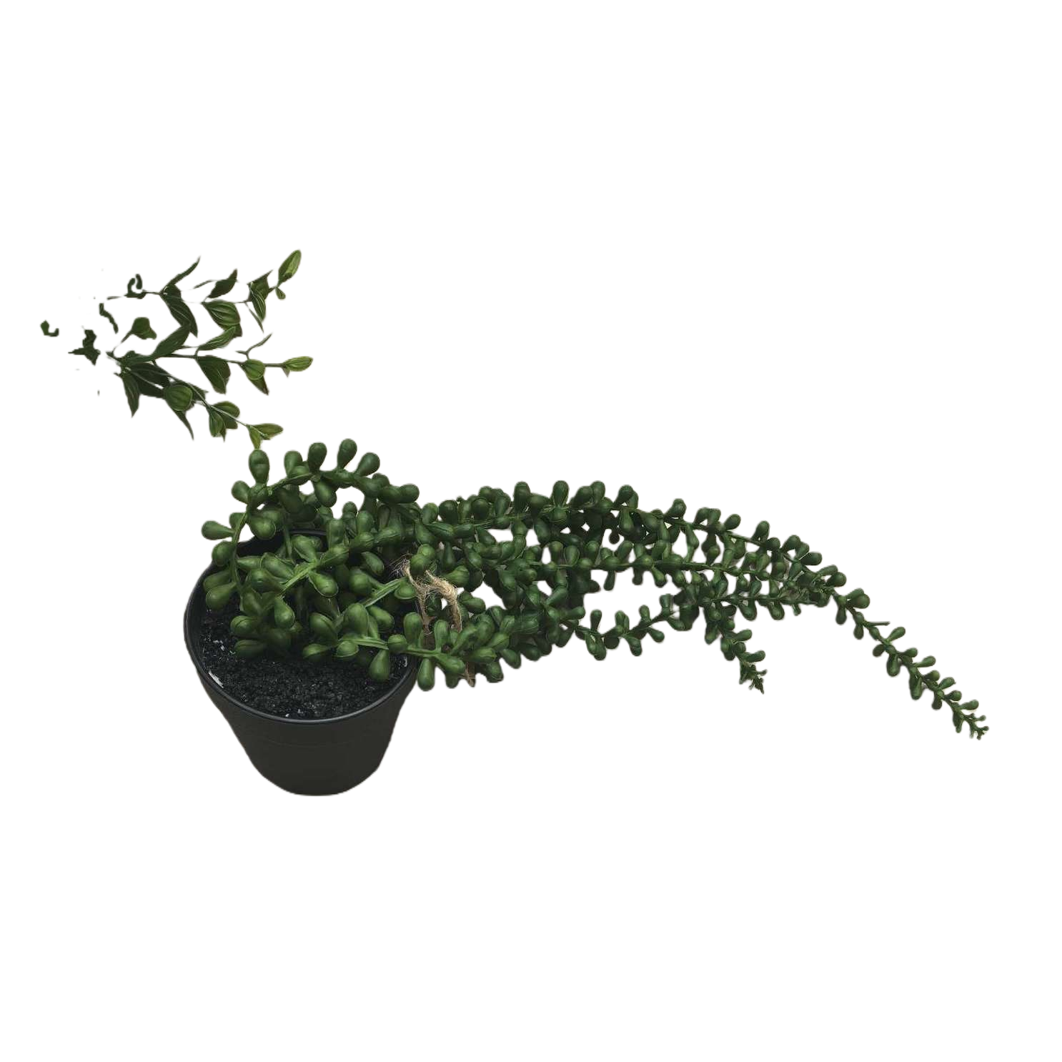 Green succulent potted plants, small drought-resistant ornamental green plants for indoor desktops Item Picture