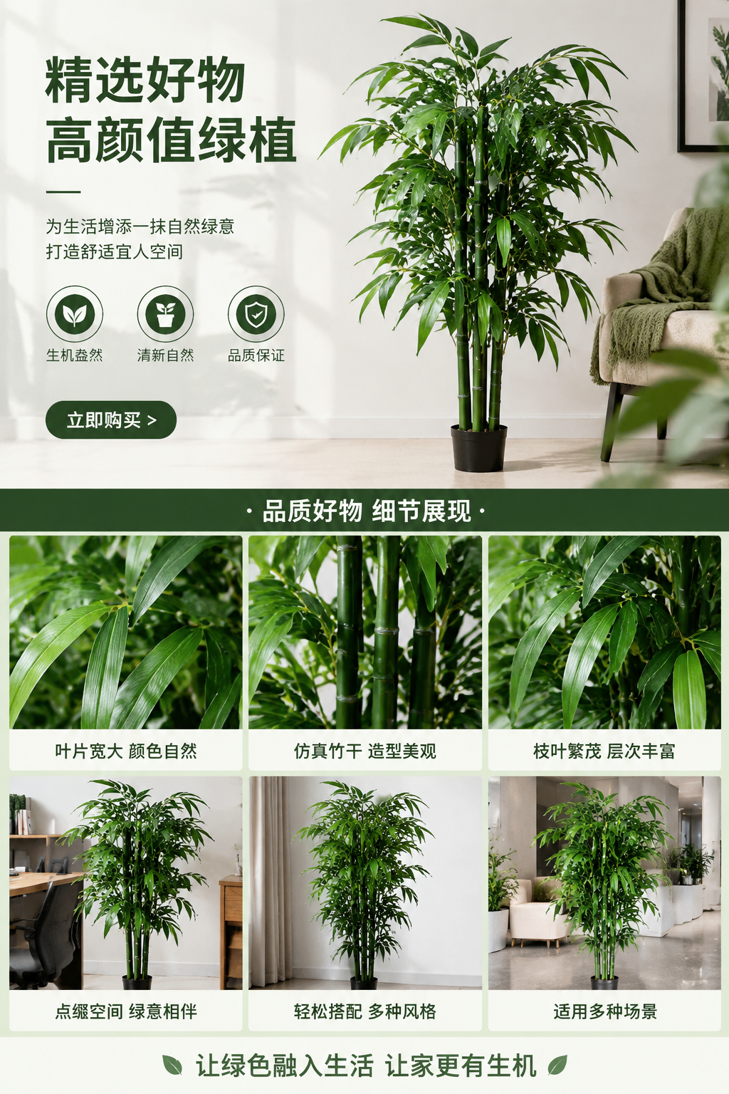盆栽竹子绿色植物客厅阳台装饰耐阴易养详情1
