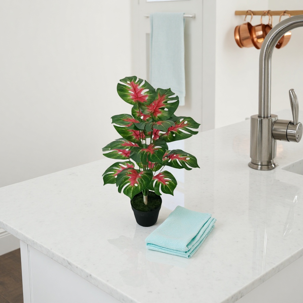 Green and red leaf potted plants, indoor foliage green plants that are easy to grow and shade-tolerant small potted plants details Picture