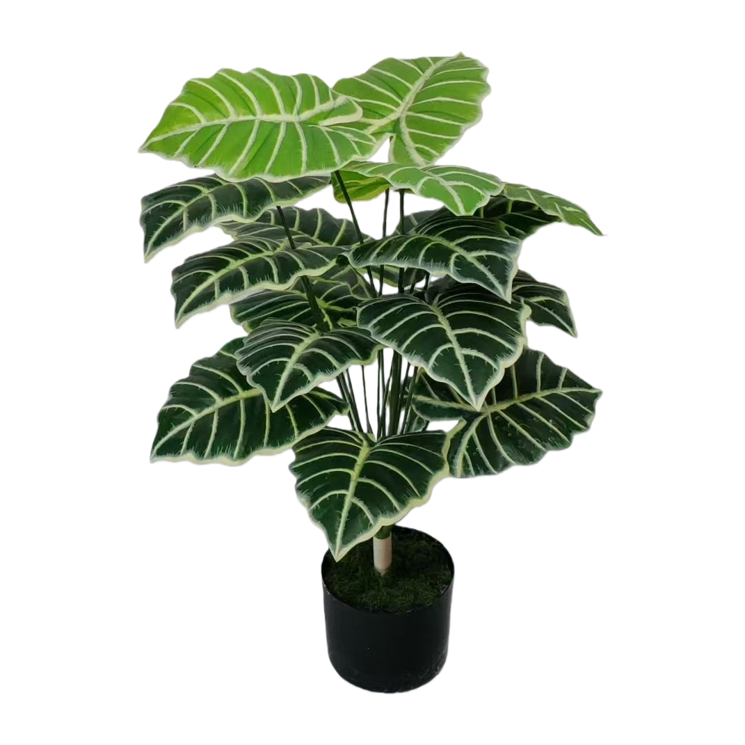 Green plant potted plants for indoor air purification, small potted plants and succulent combinations Item Picture