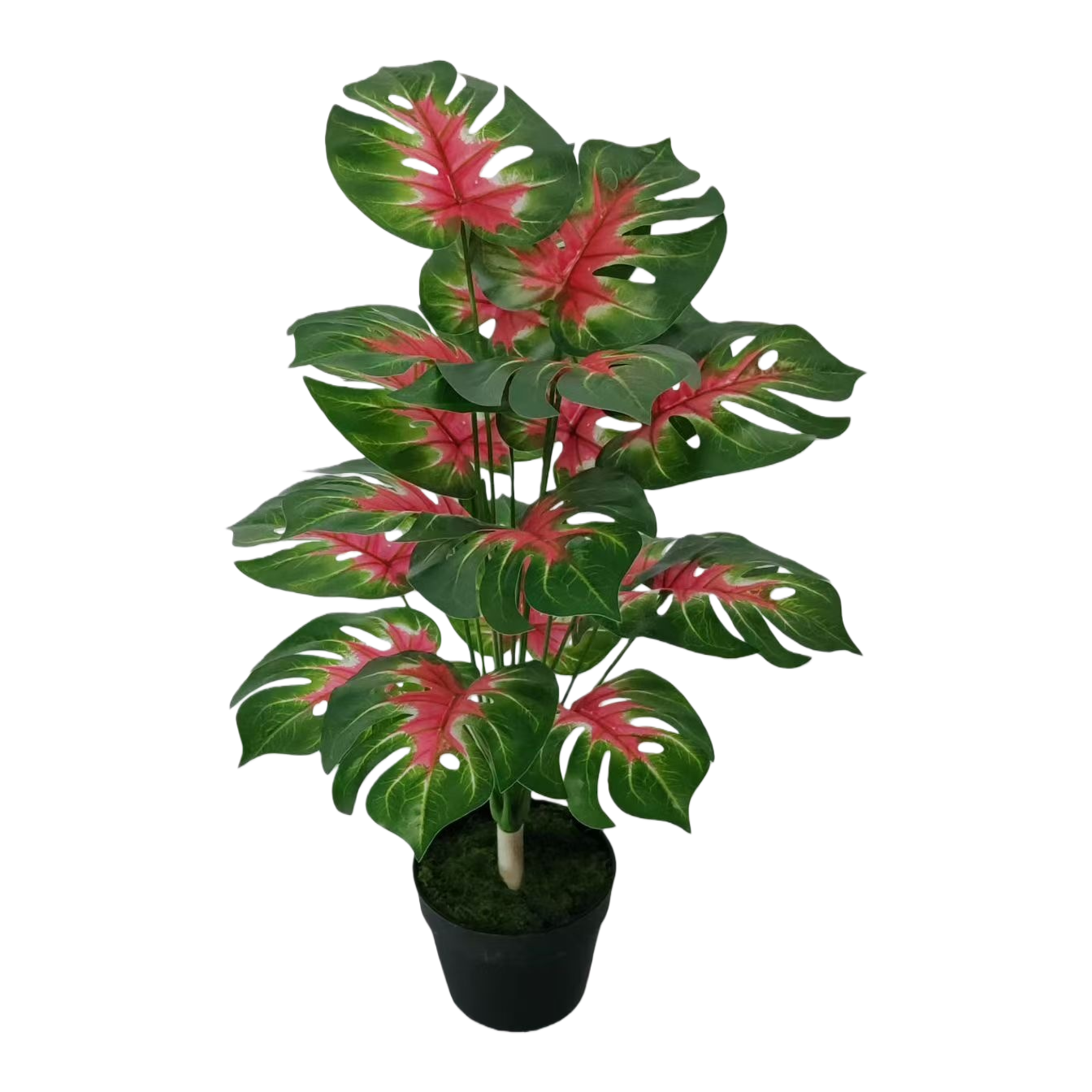 Green and red leaf potted plants, indoor foliage green plants that are easy to grow and shade-tolerant small potted plants Item Picture