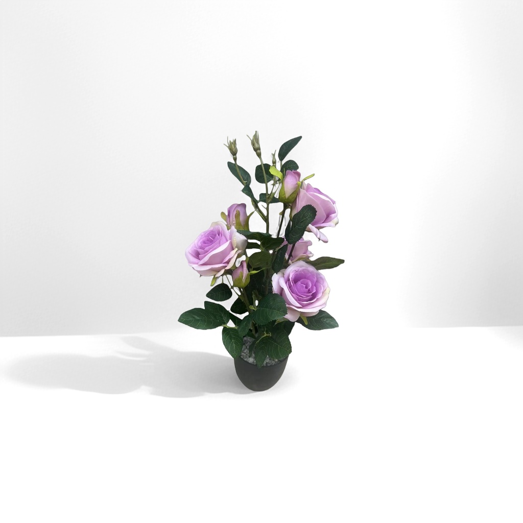 紫色玫瑰花盆栽 室内观赏花卉 易养耐活开花植物