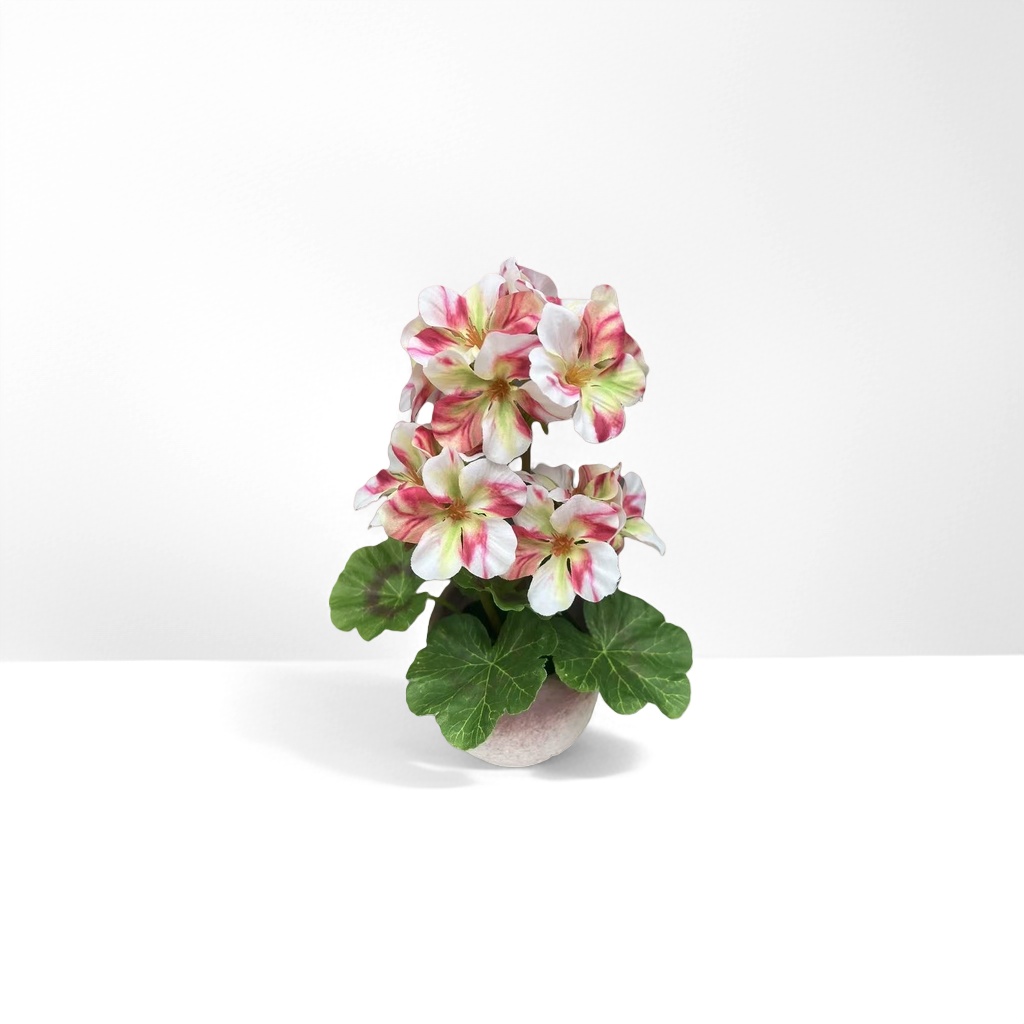 花卉盆栽植物 室内绿植摆件 多肉植物小盆栽装饰
