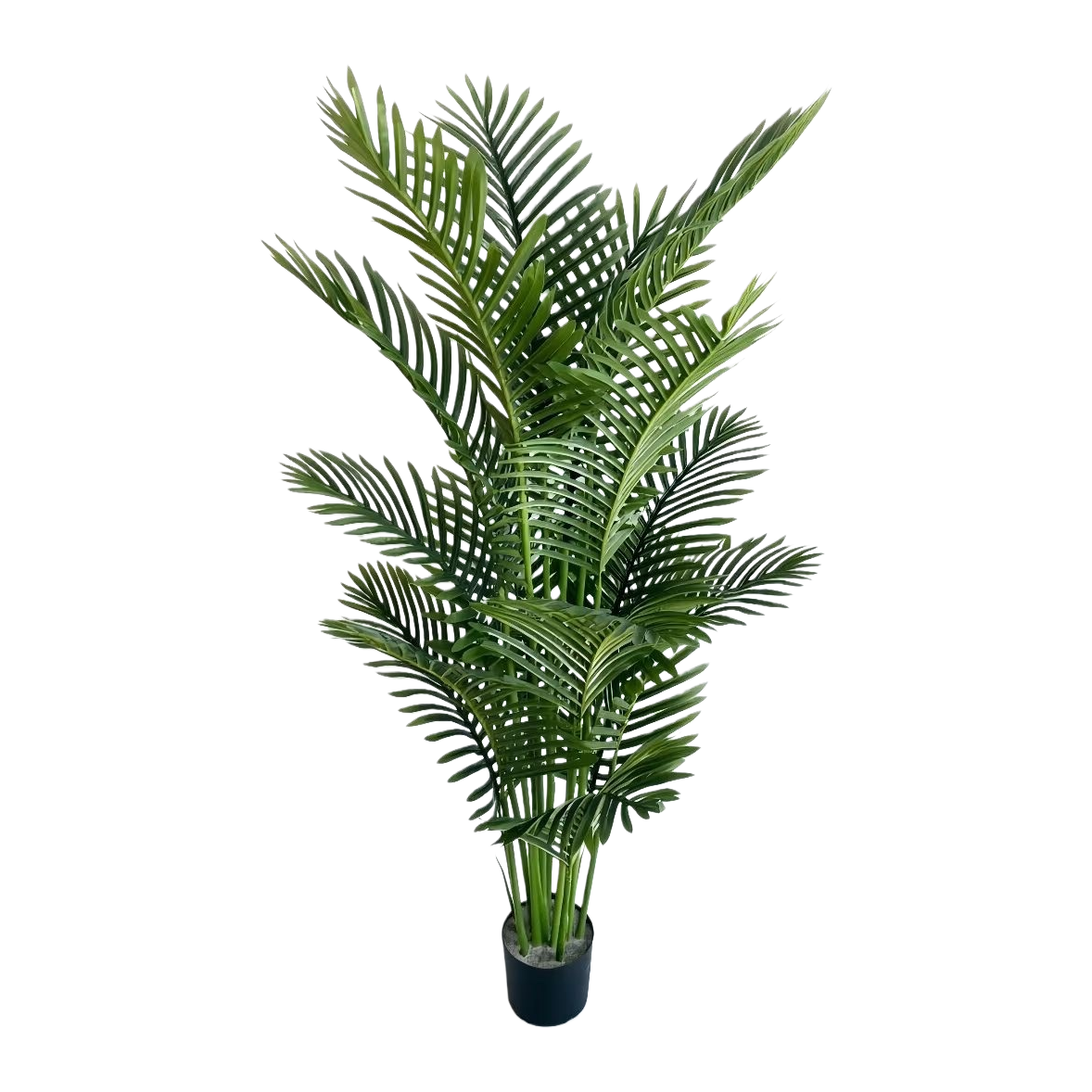 绿色植物+盆栽植物白底实物图