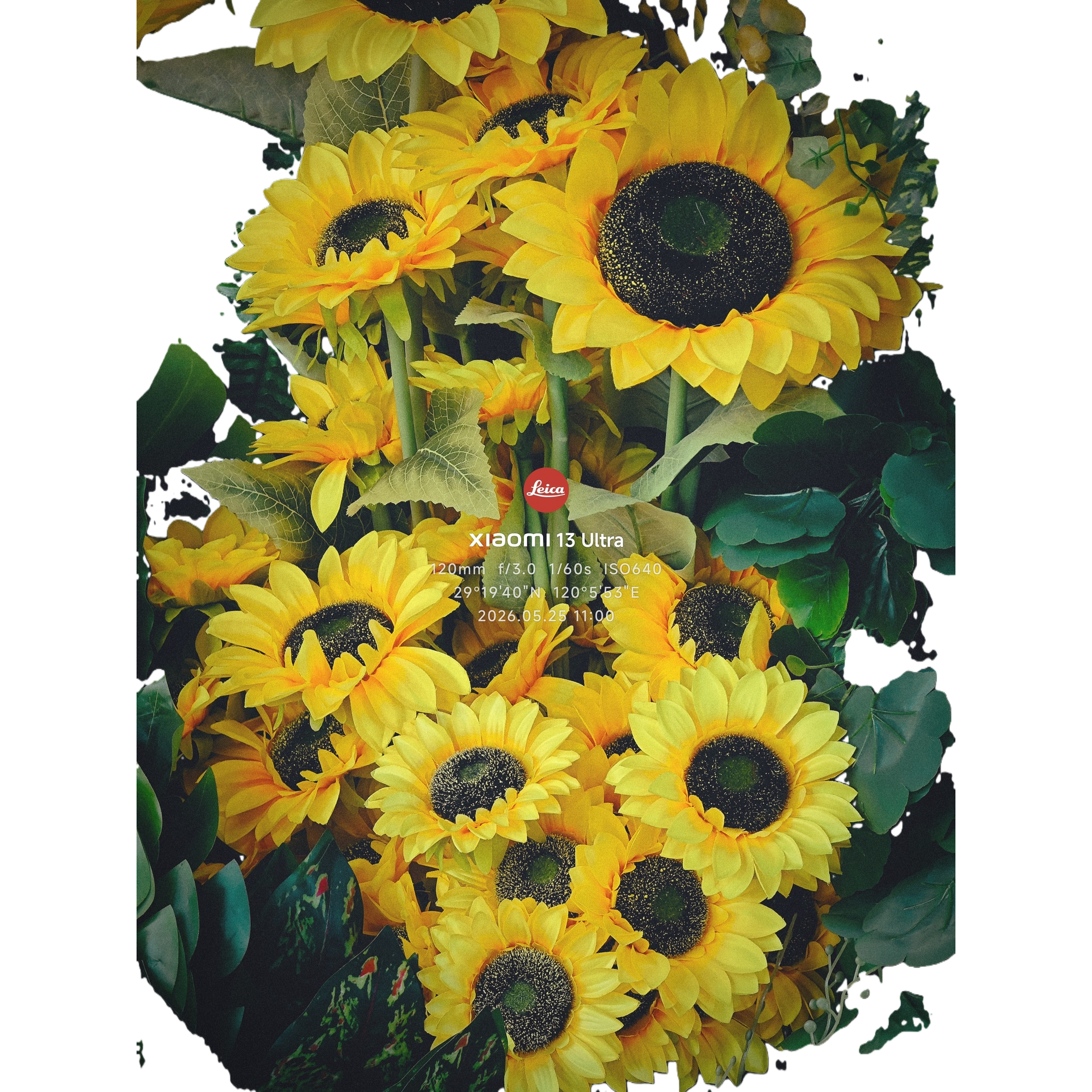 Flores de girasol decoración decoración salón dormitorio escritorio simulación floral flores secas Item Picture