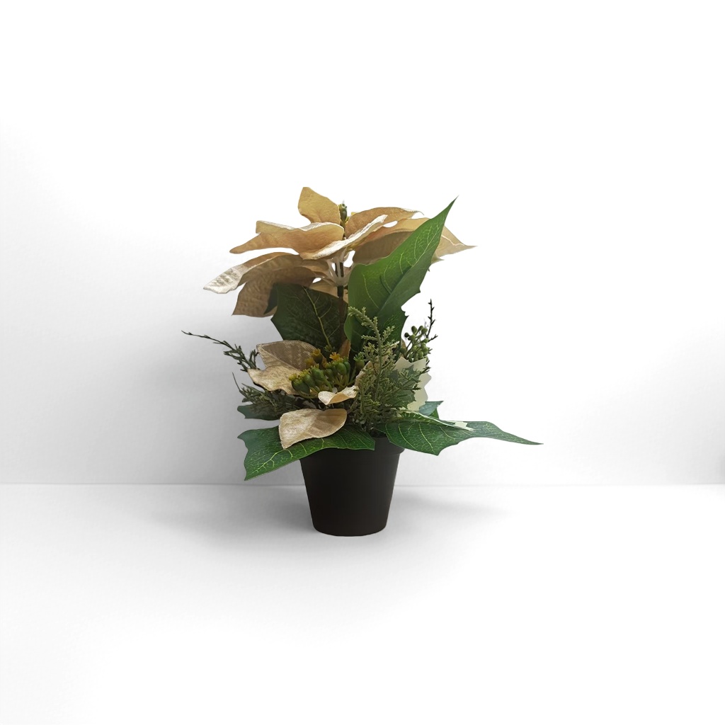 金色一品红盆栽 室内观叶植物 花卉绿植 盆栽花卉 家居装饰
