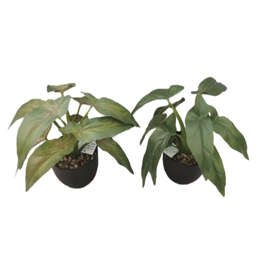 Green plant potted plants for indoor air purification, small potted plants and succulent combinations Item Picture