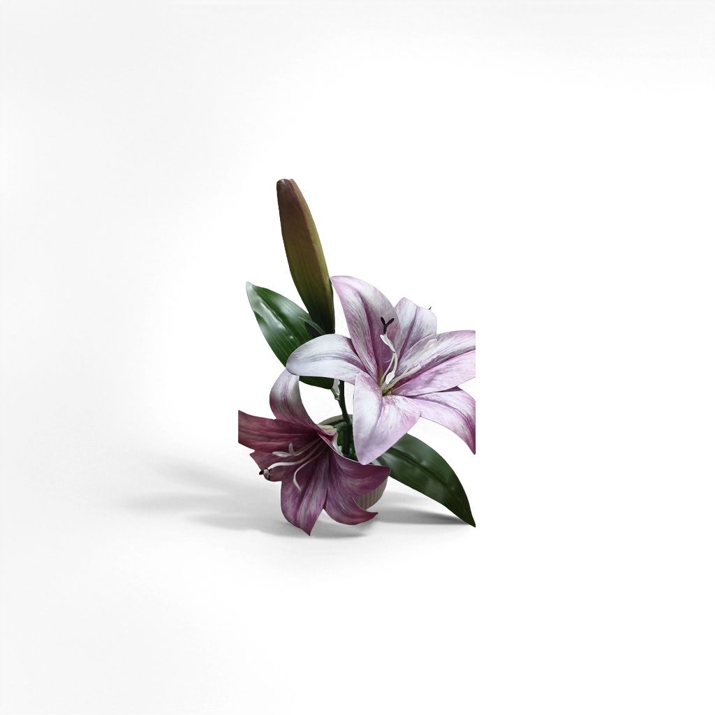 紫白条纹百合花细节图
