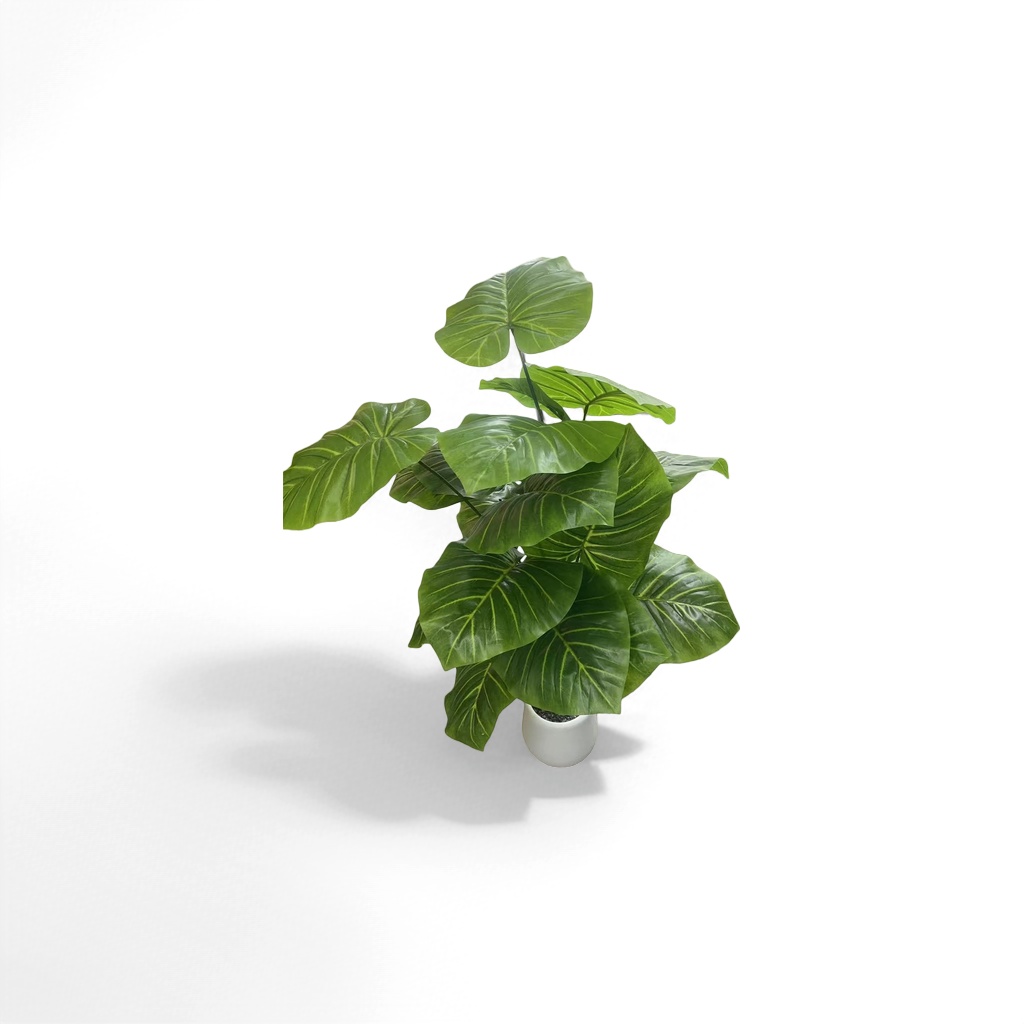 Green large-leaf potted plants, indoor foliage green plants for living room and balcony decoration, purify the air Specification image