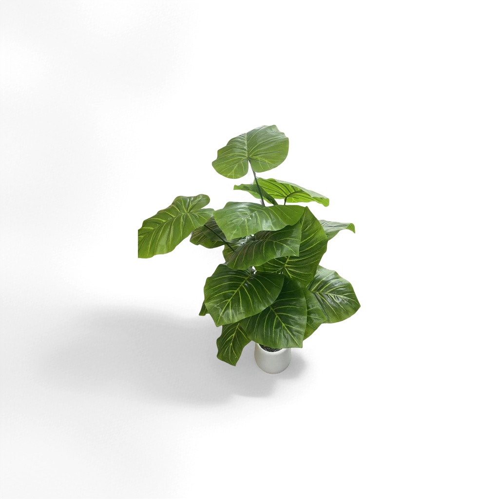 Green large-leaf potted plants, indoor foliage green plants for living room and balcony decoration, purify the air details Picture