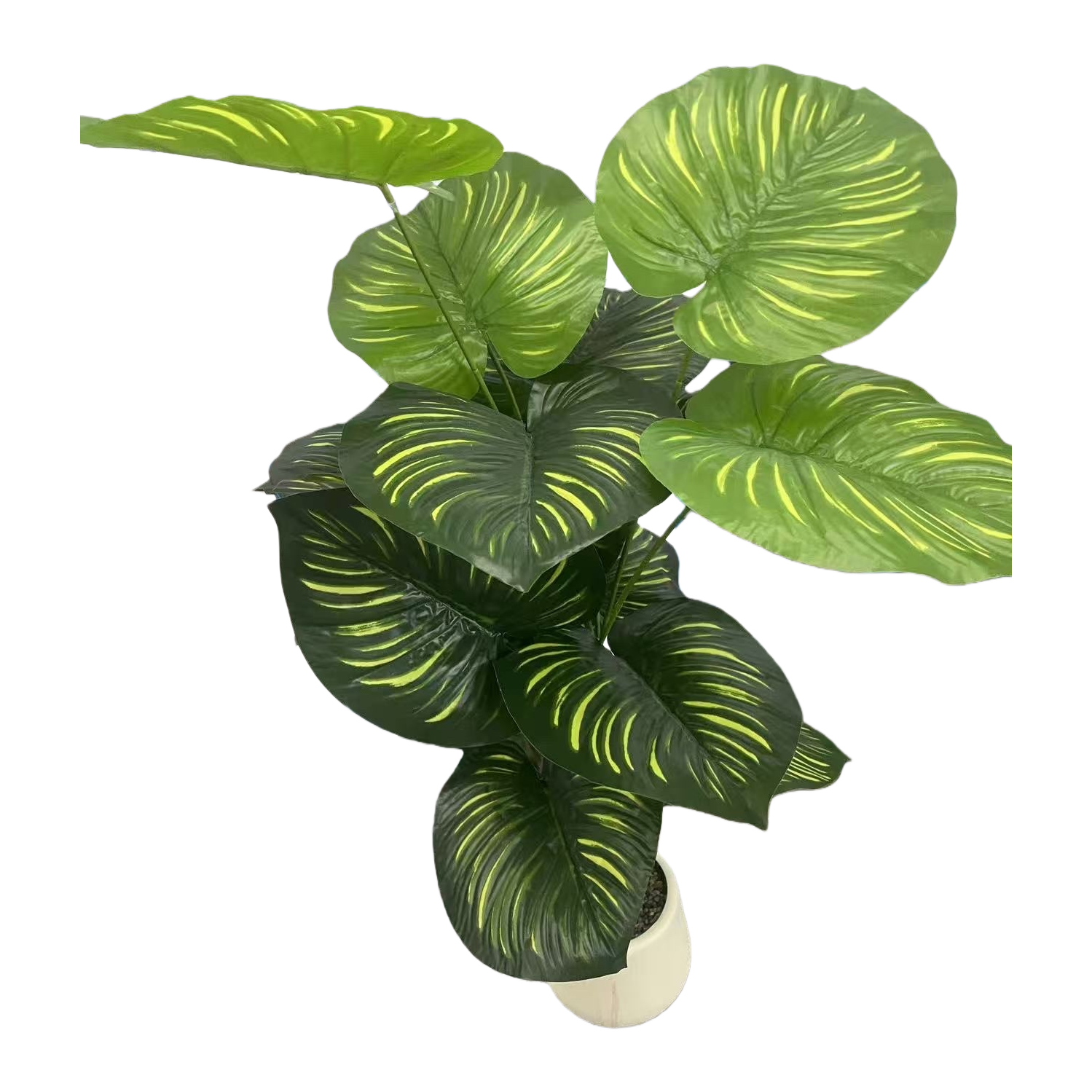 كما تُزخَّف بشرفة النَّفي النَّبتة ذات اللون الاخضر Item Picture
