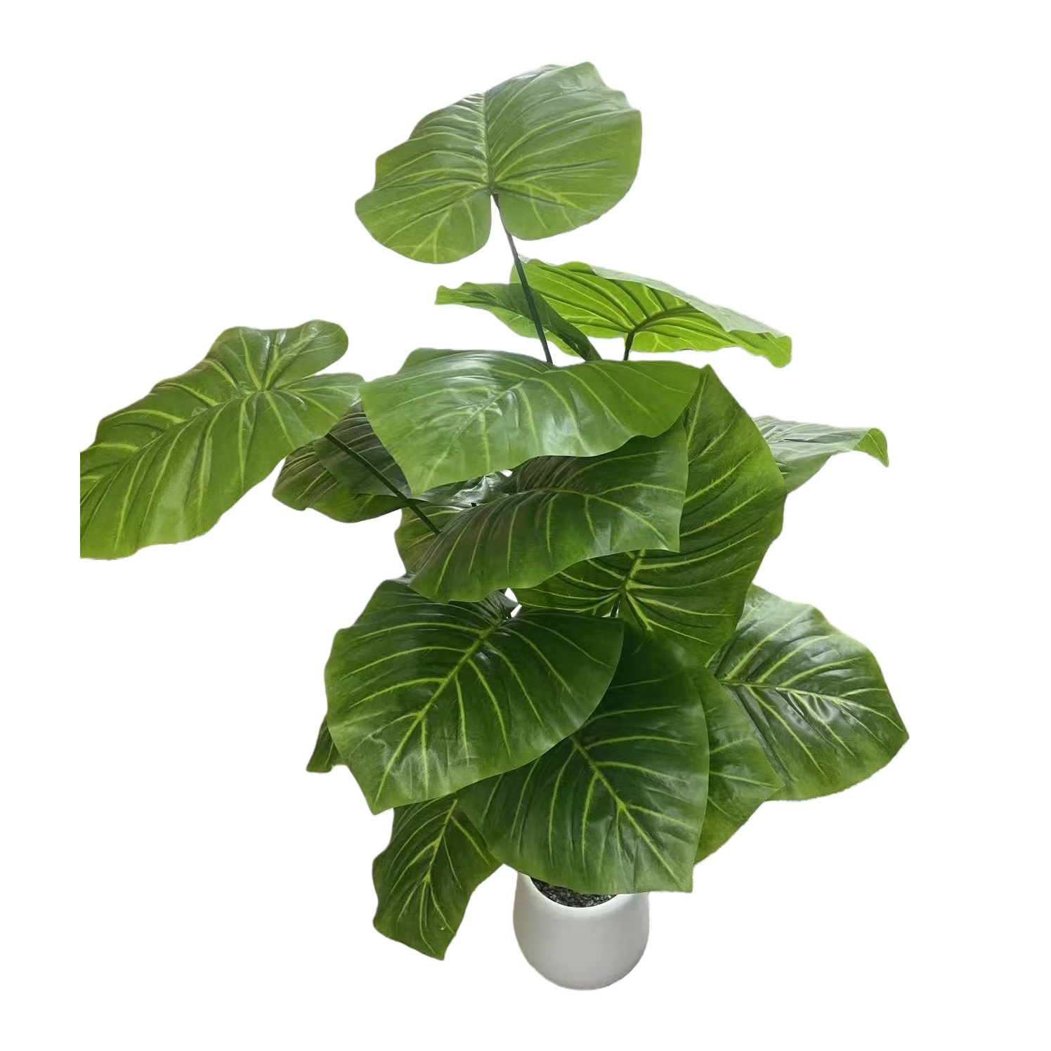 Green large-leaf potted plants, indoor foliage green plants for living room and balcony decoration, purify the air Item Picture