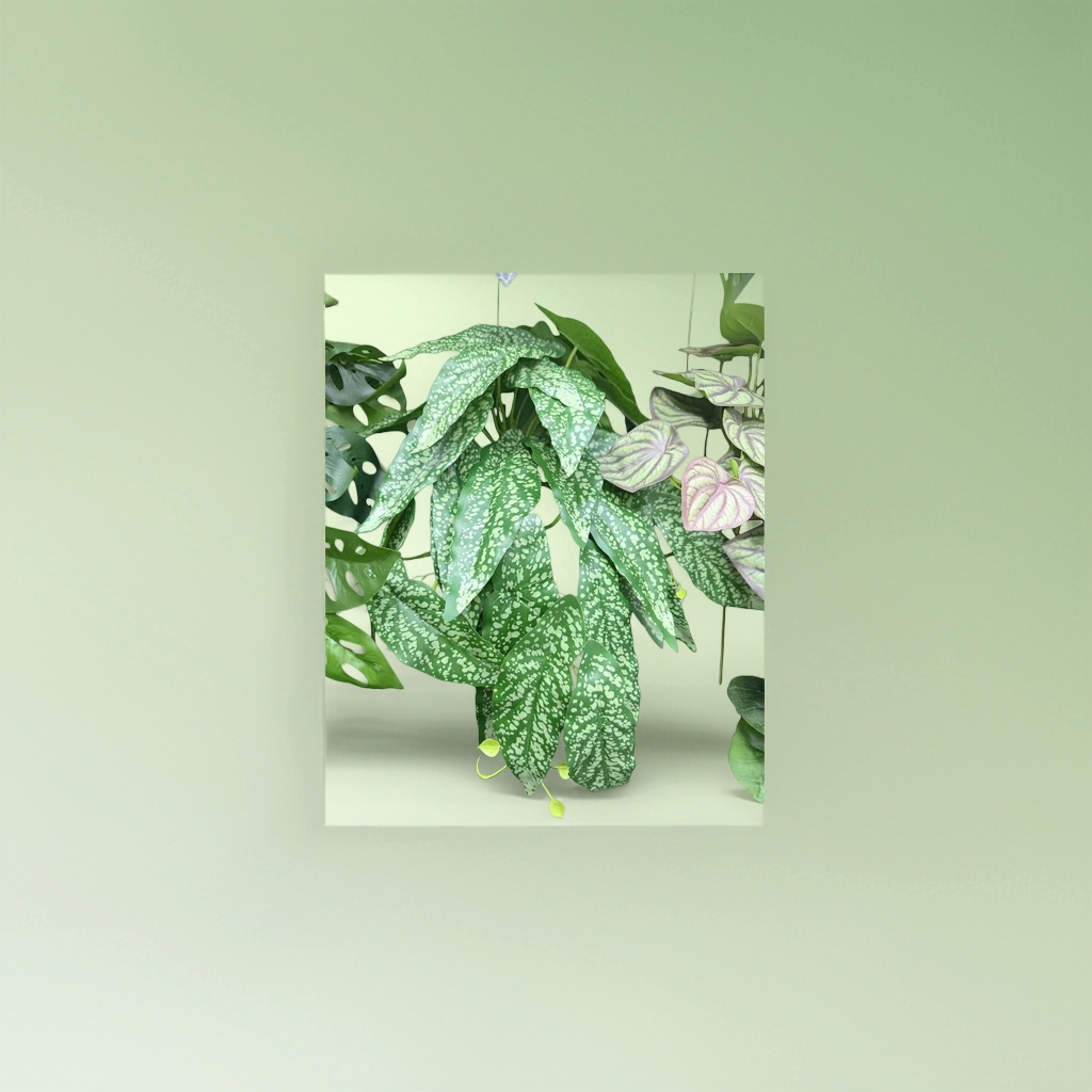 绿色斑点叶片观叶植物 室内绿植盆栽 带盆可选