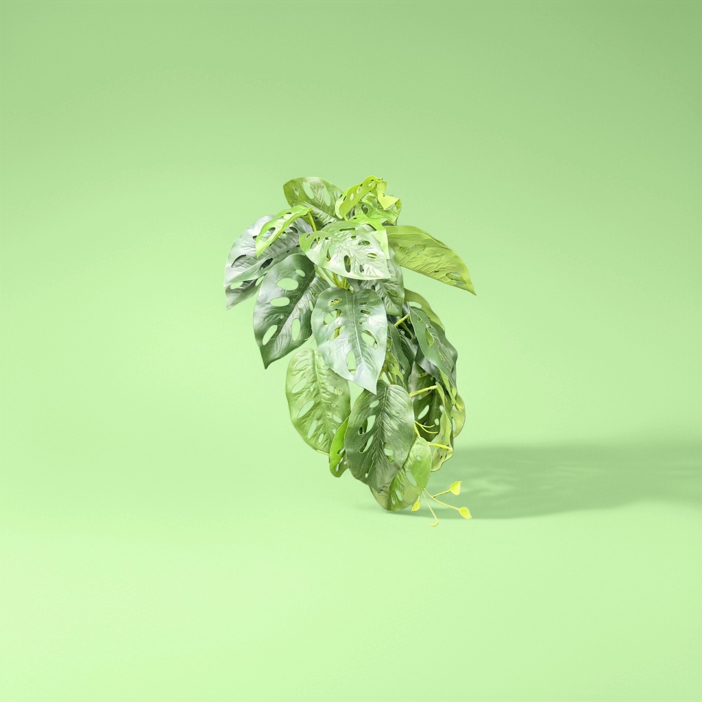 绿色龟背竹叶丛 盆栽绿植室内装饰观叶植物