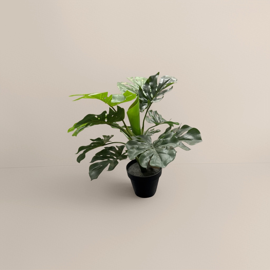 绿色龟背竹盆栽 室内观叶植物易养耐阴净化空气