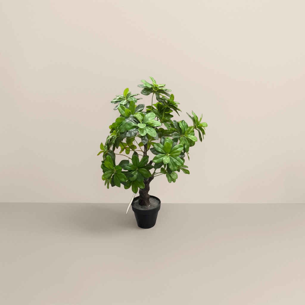 绿色盆栽植物室内观叶绿植小盆景阳台装饰多肉组合