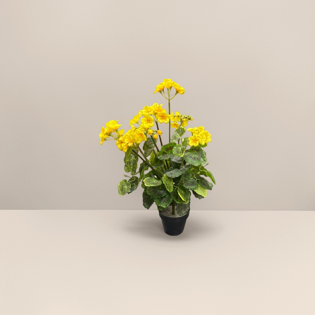 黄色天竺葵盆栽 室内阳台观赏植物 易养开花花卉