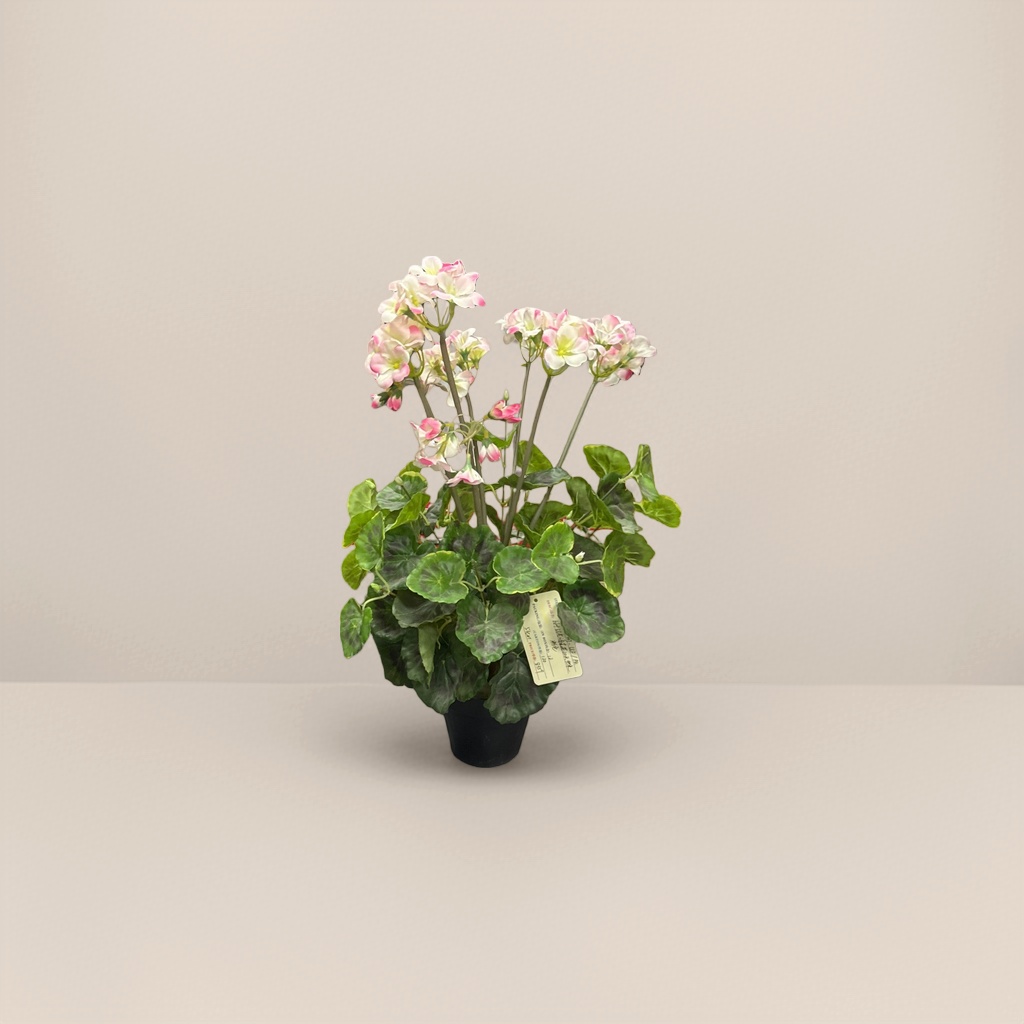 粉色白边花朵绿叶盆栽室内装饰小型绿植家居摆件