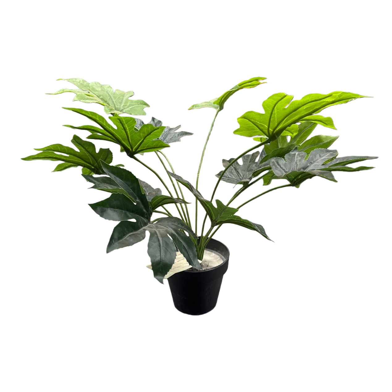 绿色掌状叶植物盆栽白底实物图