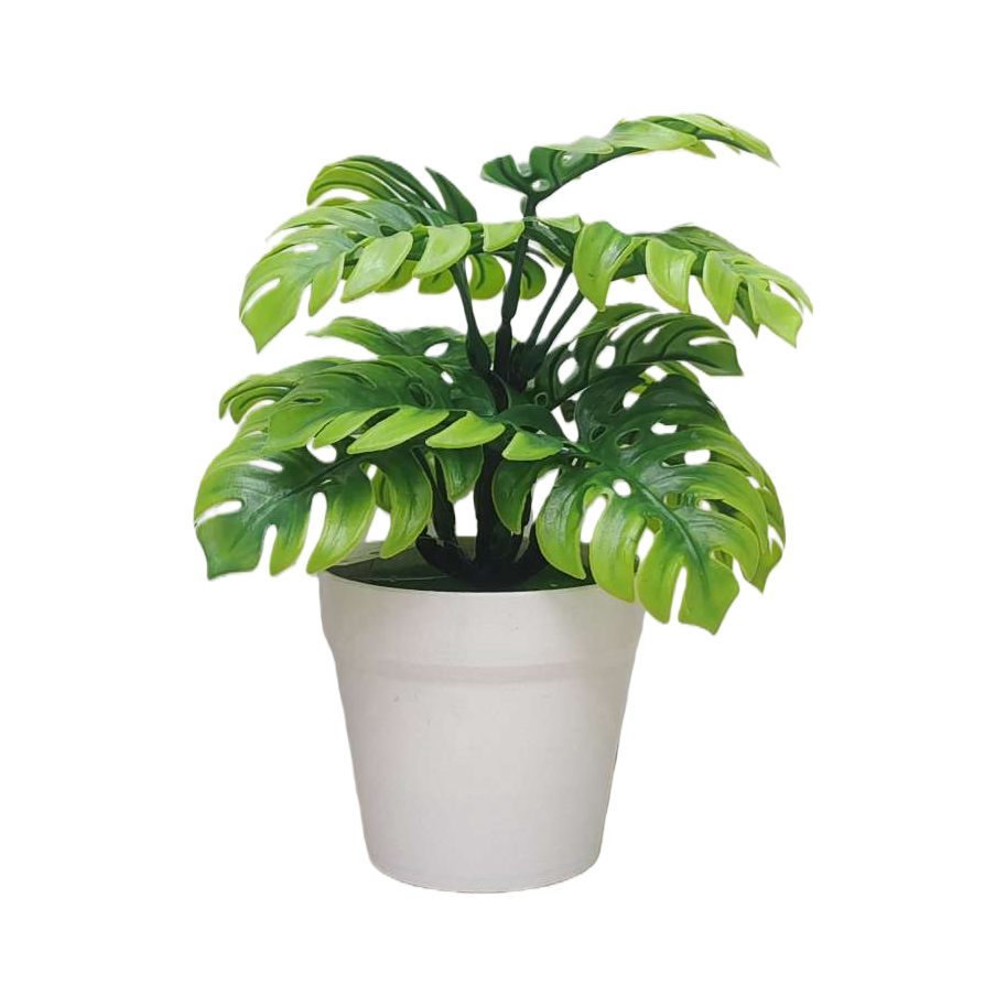 绿色龟背竹盆栽 室内观叶植物 净化空气易养绿植 Item Picture
