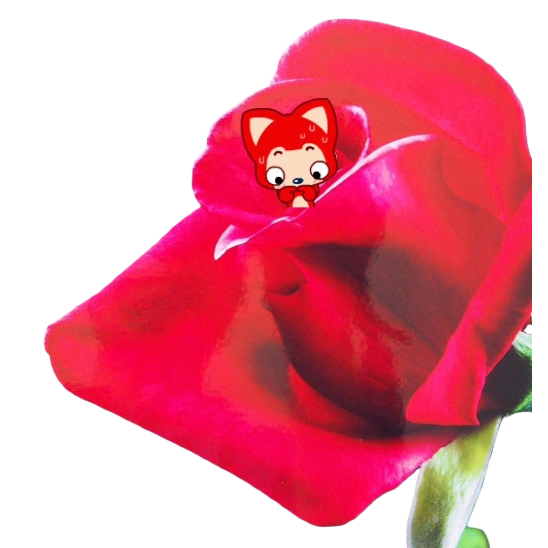 أزهار الوردية الحمراء، هدايا عيد الحب Item Picture