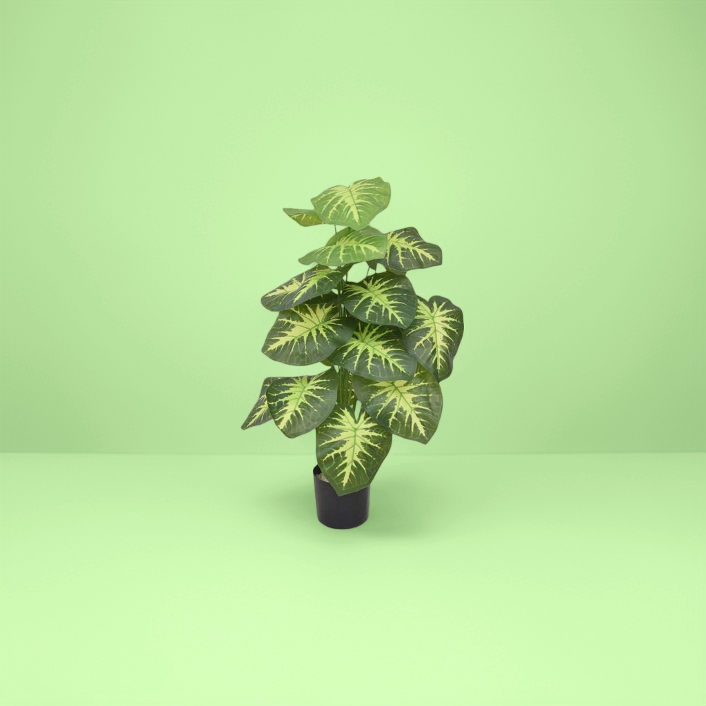 绿黄相间叶片盆栽植物室内观叶绿植小盆景