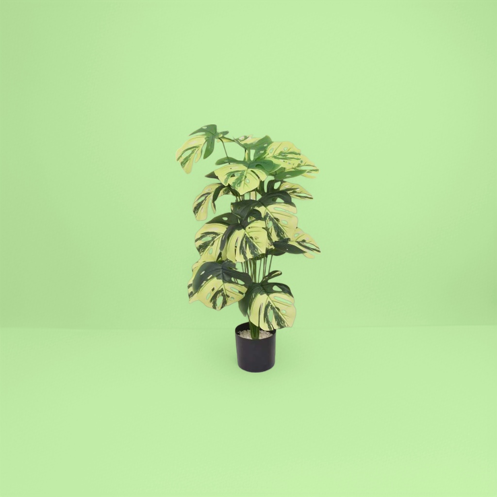 绿黄相间斑叶龟背竹盆栽 室内观叶植物带盆可发货细节图
