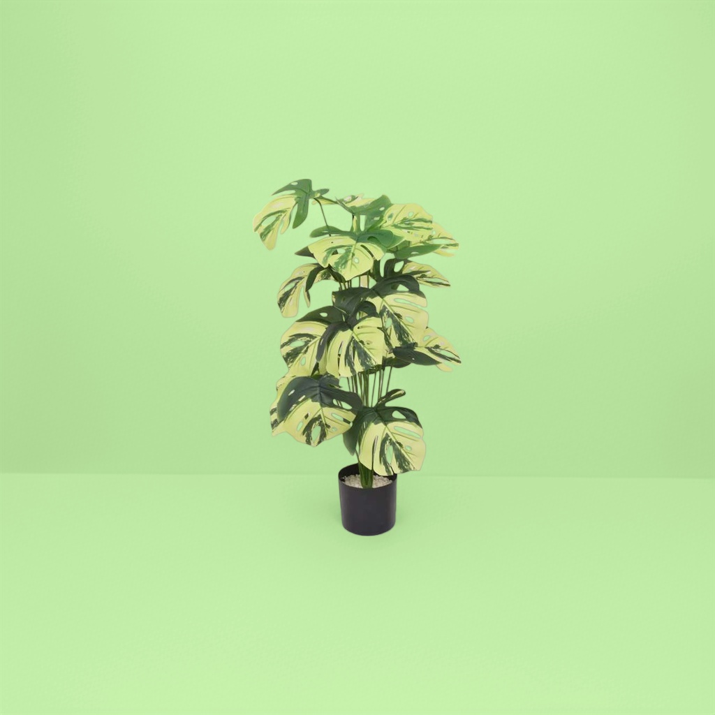 绿黄相间斑叶龟背竹盆栽 室内观叶植物带盆可发货图