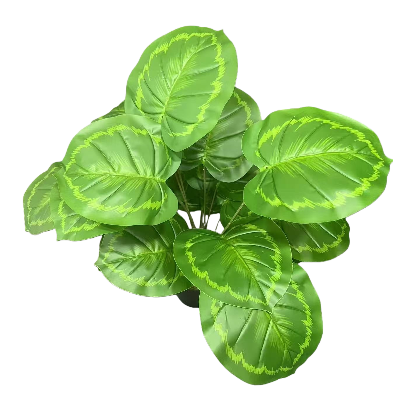 粉红色叶脉绿纹植物白底实物图