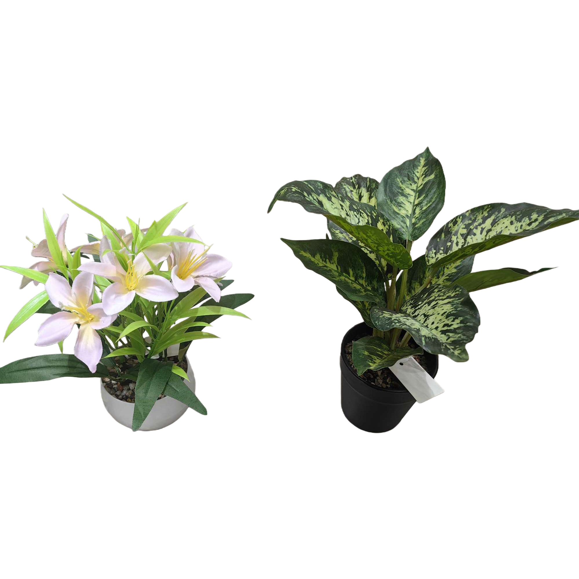 粉色花朵绿叶斑驳盆栽 室内装饰绿植摆件客厅阳台家居园艺白底实物图