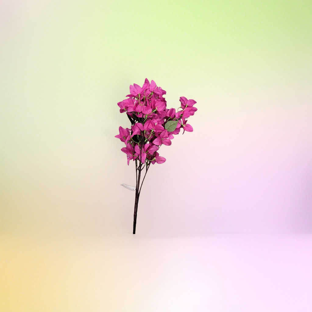 月季蔷薇类植物实物图