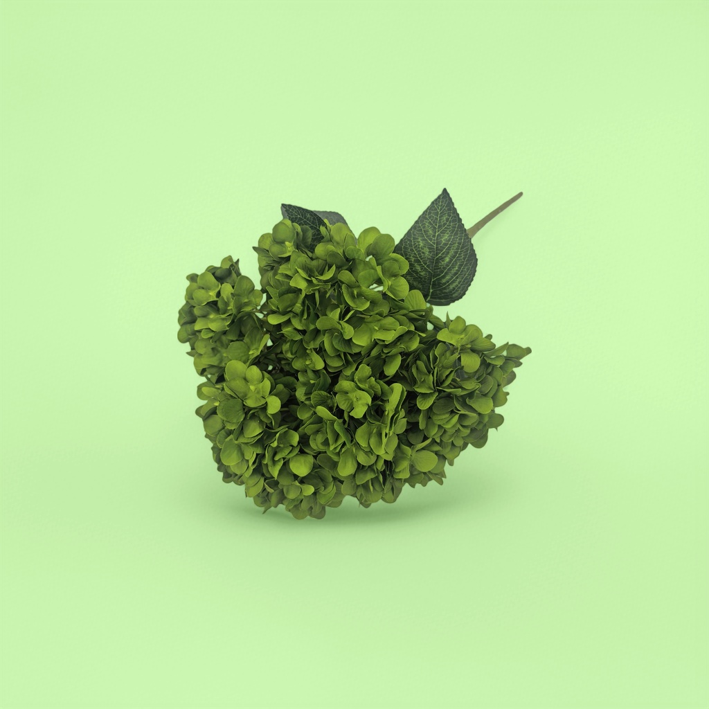 Green hydrangea bouquets, fresh flower delivery, birthday gifts, wedding decoration, living room decoration Specification image