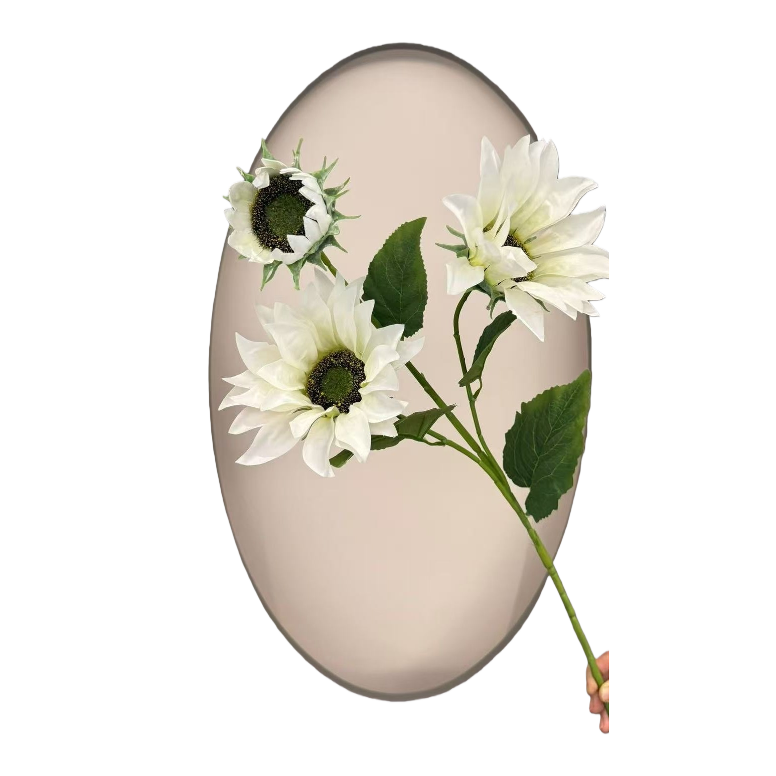 أزهار عباد الشمس البيضاء توزع هدايا عيد الميلاد Item Picture