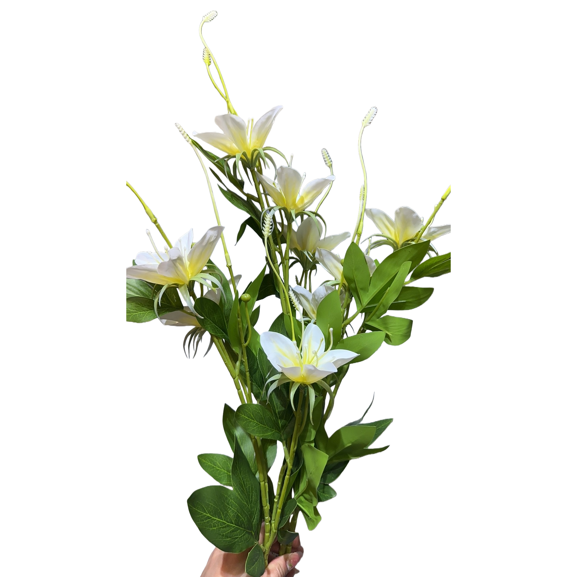 زهور زنبق بيضاء صفراء بيضاء Item Picture