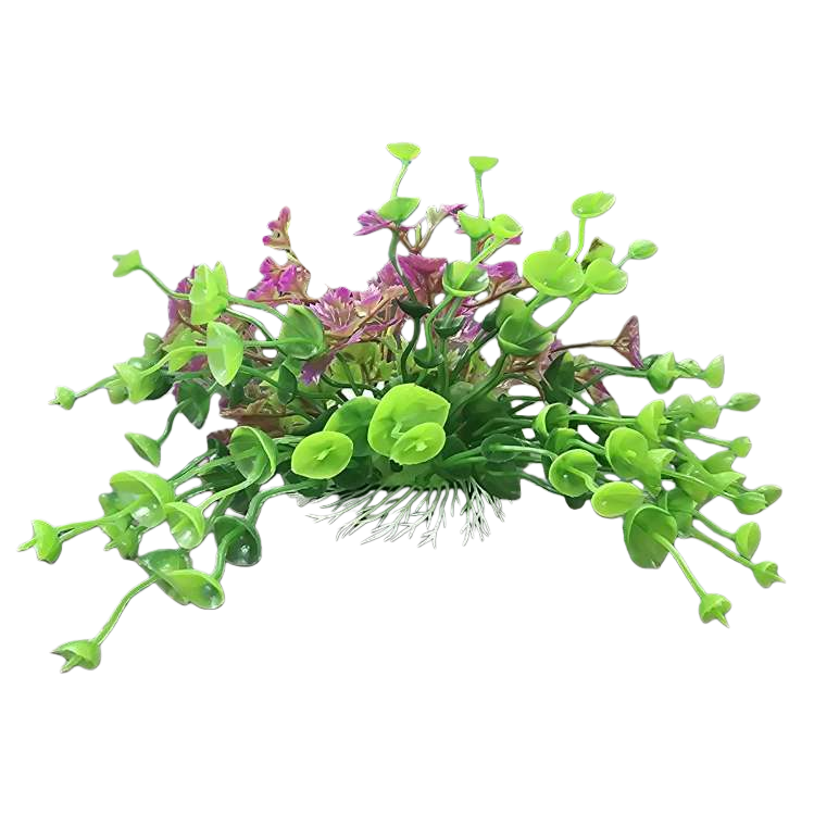 تزيِّن الحشائش الخضراء أحواض السمك في البيوت Item Picture
