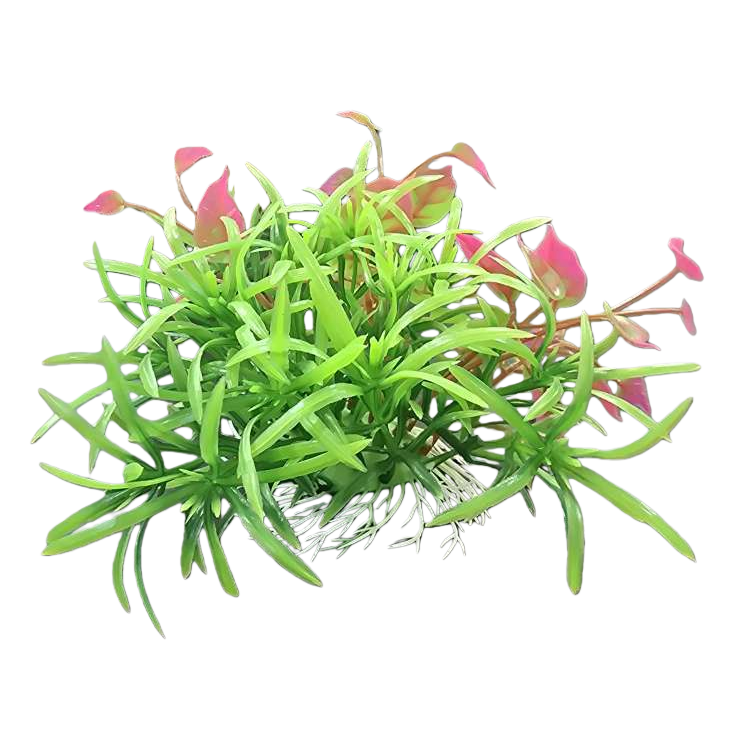 وتزخرف أحواض الأعشاب الخضراء بتشكيلة حوض الأسماك Item Picture