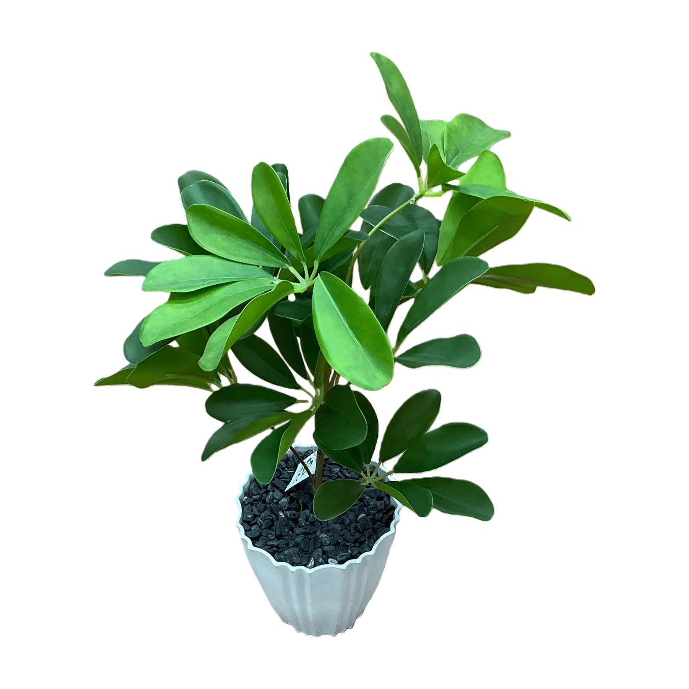 Green potted plants, indoor foliage green plants, small bonsai, balcony decoration succulent combination Item Picture