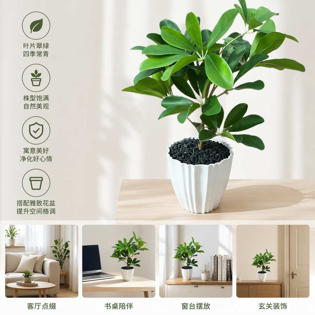 Green potted plants, indoor foliage green plants, small bonsai, balcony decoration succulent combination