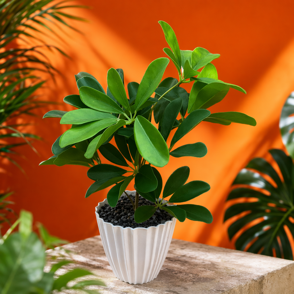 Green potted plants, indoor foliage green plants, small bonsai, balcony decoration succulent combination Specification image