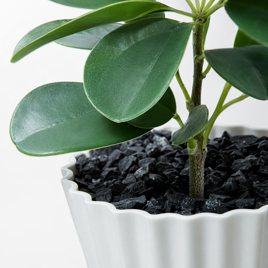 Green potted plants, indoor foliage green plants, small bonsai, balcony decoration succulent combination Application Scenario