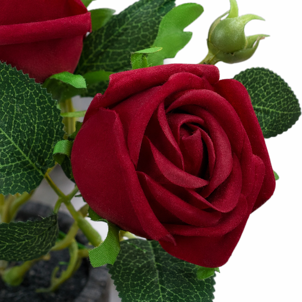 Red rose potted plants are indoor balcony ornamental flowers that can bloom with flower buds Application Scenario