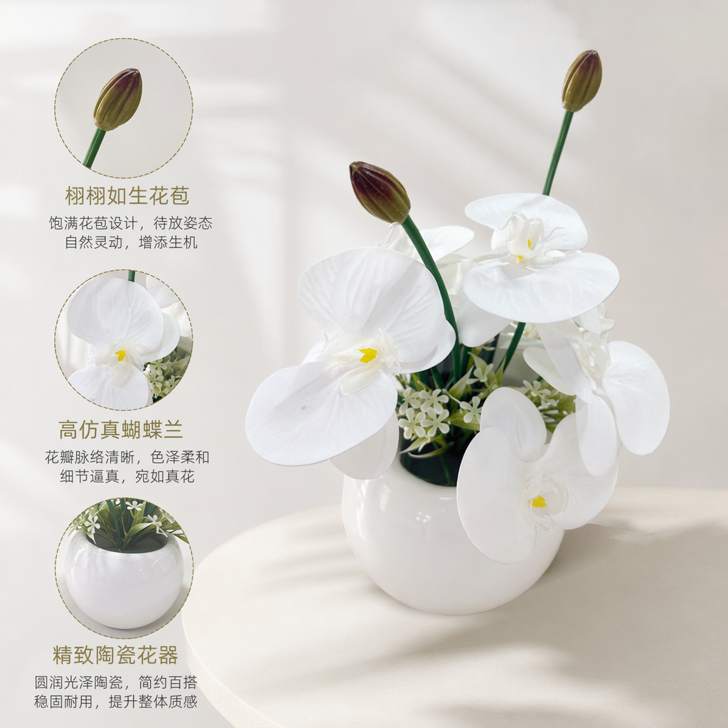 白色蝴蝶兰盆栽 室内观叶植物 花期长 易养护 盆器随机