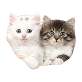 白色与虎斑猫幼崽+白底实物图