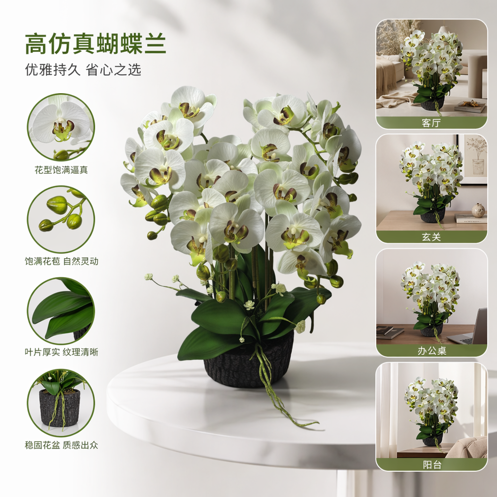 白色蝴蝶兰盆栽 室内观叶植物 花期长 易养护 盆栽花卉