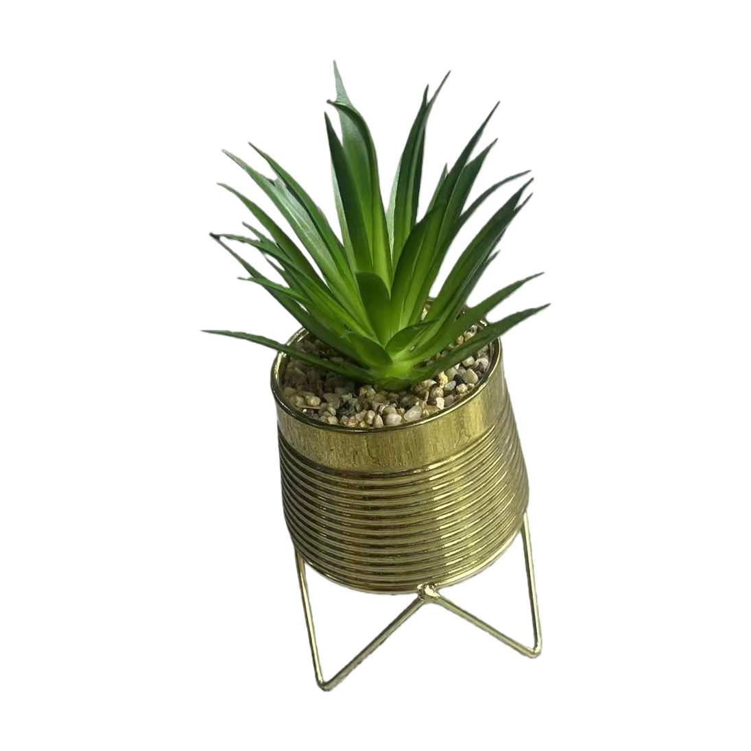 金色条纹花盆+绿植白底实物图
