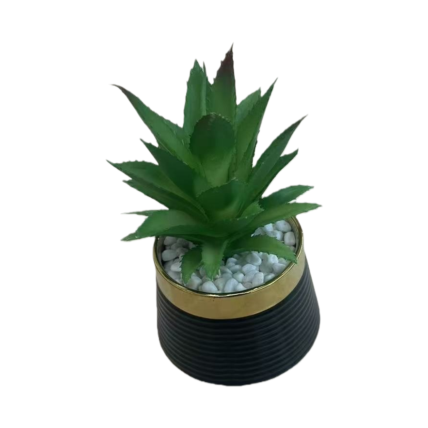 绿色多肉植物+盆栽白底实物图