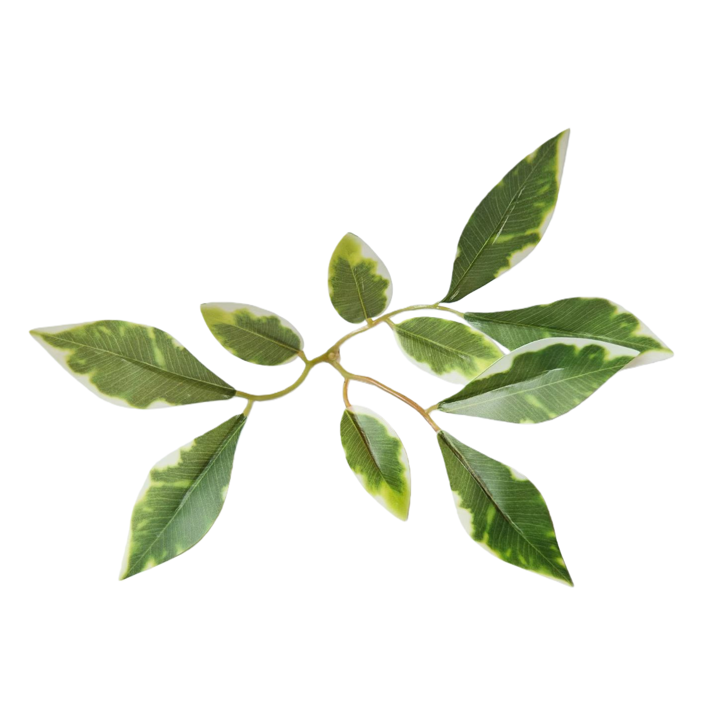 Green variegated leafy foliage plants, potted green plants for home decoration Item Picture